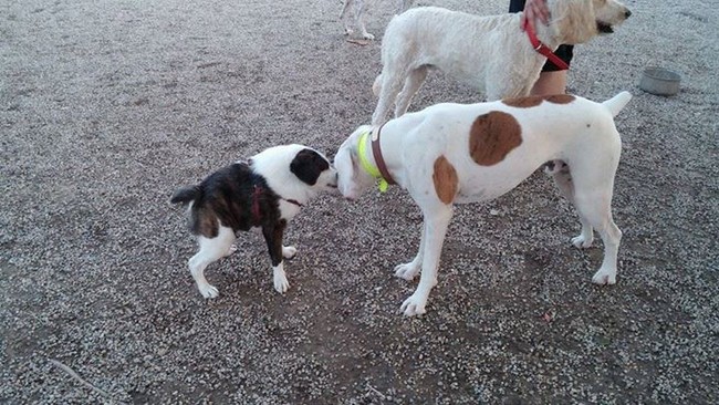 She May Look Weird, But This Rescue Dog Has A Whole Lot To Say And Offer — Wow