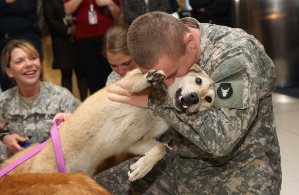 A Memorial Day Tribute for Soldiers and Dogs Alike