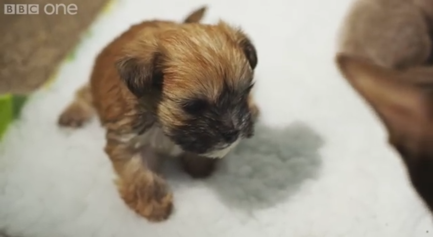 This Puppy Was Rejected By His Mother, But See Who Stepped In To Save The Day