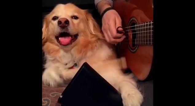 This Dog Provides The Perfect Accompaniment For His Guitar-Playing Owner