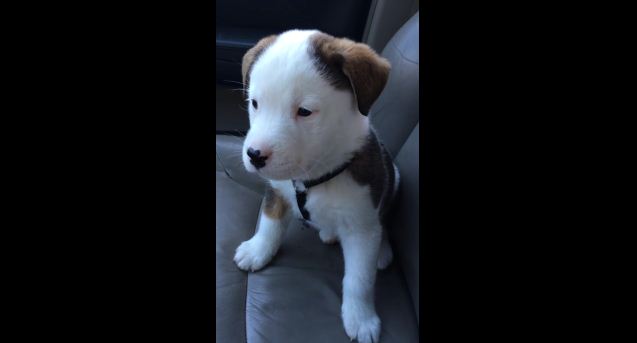 GONE VIRAL: Puppy Tries to Attack His Own Hiccups, Creates Cutest Video Internet Has Ever Seen