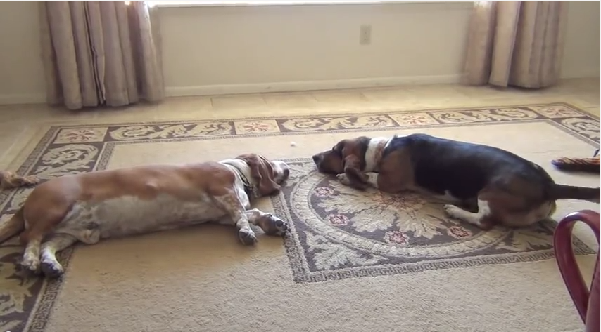 They Think Their Basset Hounds Are Sleeping But Boy Were They Wrong!