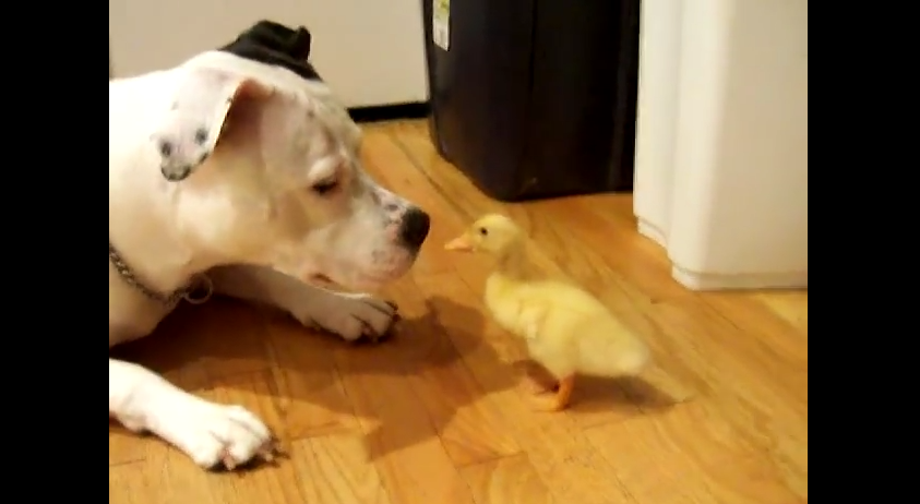 This Pitbull’s Reaction To Meeting A Baby Duck Will Melt Even The Hardest Heart