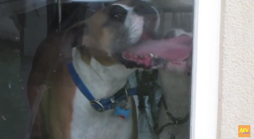 This Boxer’s Tongue Is Humongous!