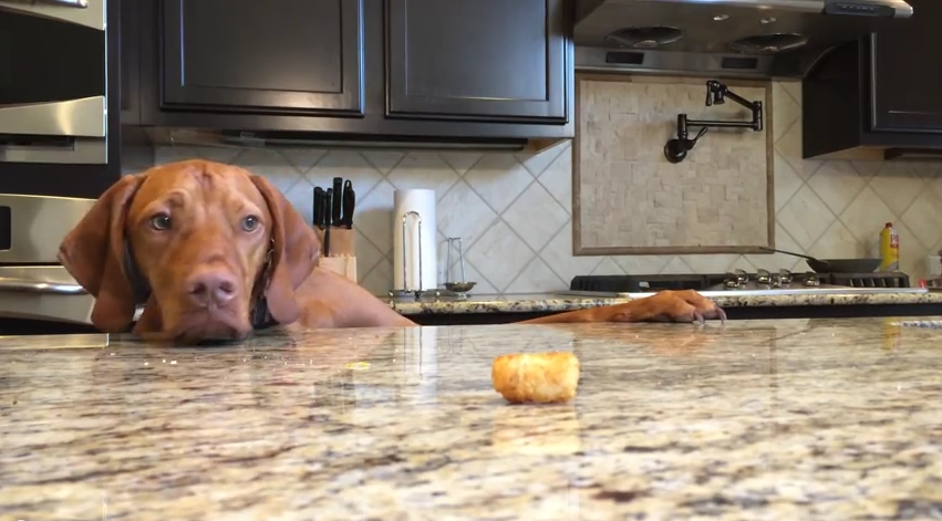 Dog Vs. Tater Tot…AKA The Funniest Battle You’ve Ever Seen