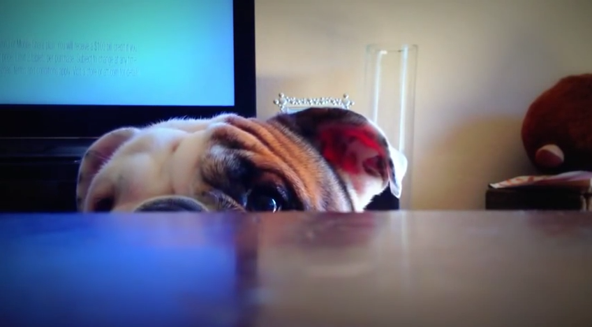 Adorable Bulldog Plays A Good Game Of Peek-A-Boo