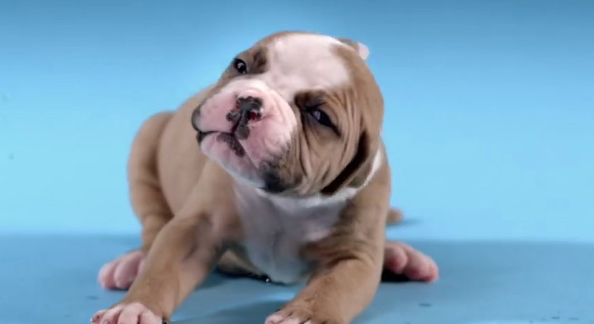 Someone Made a Video Entirely of Puppies Shaking Off Water, and It’s Totally Epic!