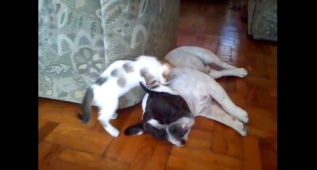 This Patient Pup Will Put Up With Just About Anything From This Frisky Kitty