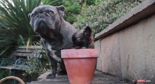 One Of The World’s Smallest Dogs, This Cutie Weighs Just 14 ounces