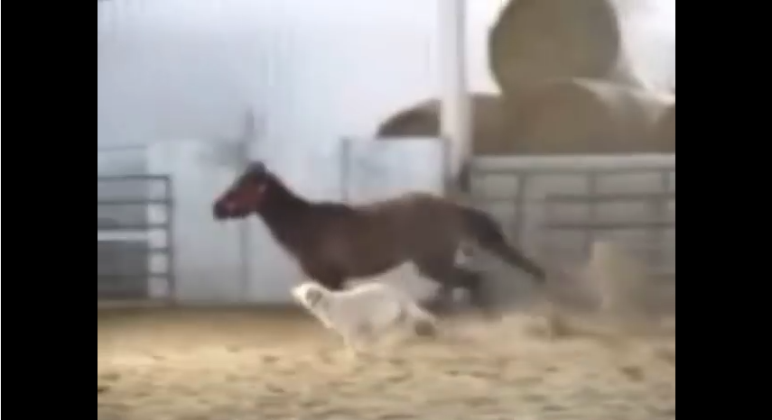 This Horse Has The Best Four-Legged Trainer A Beautiful Mare Could Ever Ask For