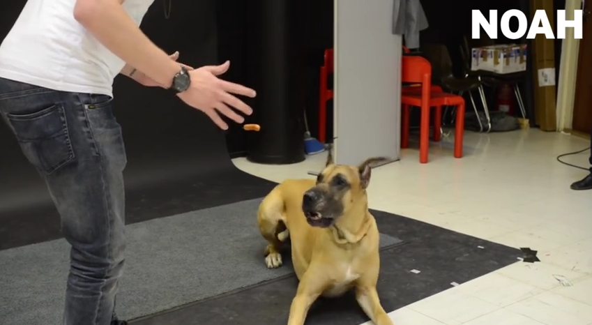Dogs Freak Out Over Levitating Hot Dogs