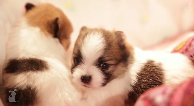This Tiny 2-Week-Old Fuzzball Has An Attitude That’ll Leave You Laughing SO Hard