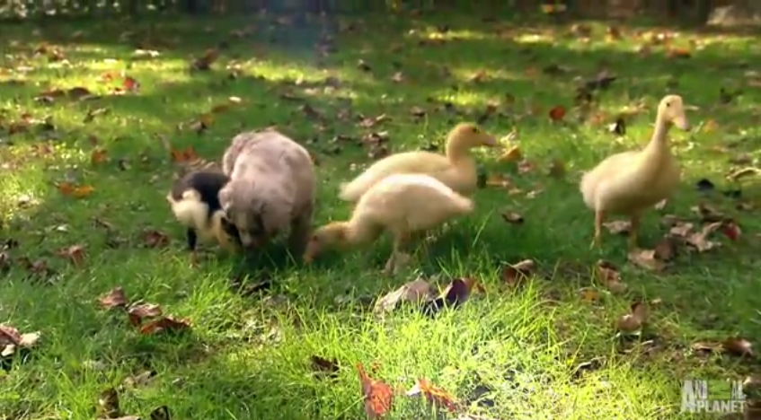 When These Pups Try Herding For The First Time, Things Get A Little Too Adorable