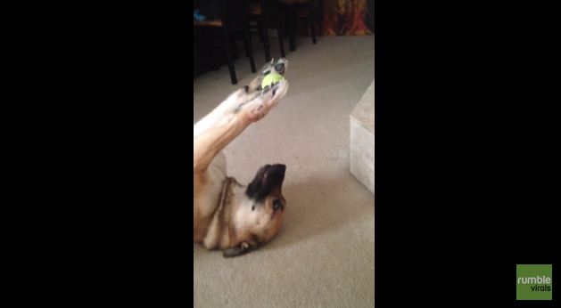 This Dog Shows Off Some Unbelievable Ball Handling Skills