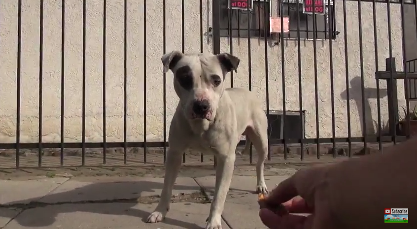 A Big Pit Bull Was Starving And Scared…Until These People Found A Way To Bring Him Home