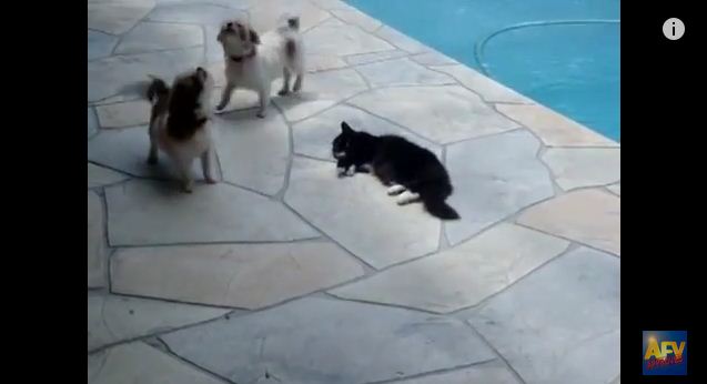 Cat Decides To End Play Time And Pushes Dog In Pool