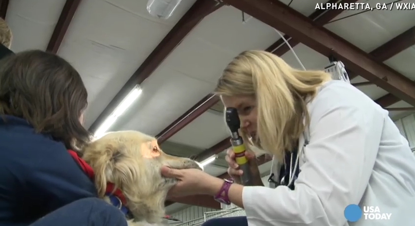 When You Hear Why These Goldens Took A Plane Ride, You’ll Be A Puddle Of Tears