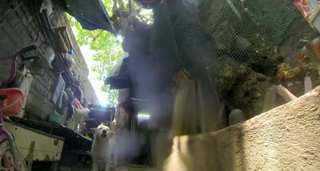 A Day In The Life Of A Street Dog Is Terrifying…Would You Survive?