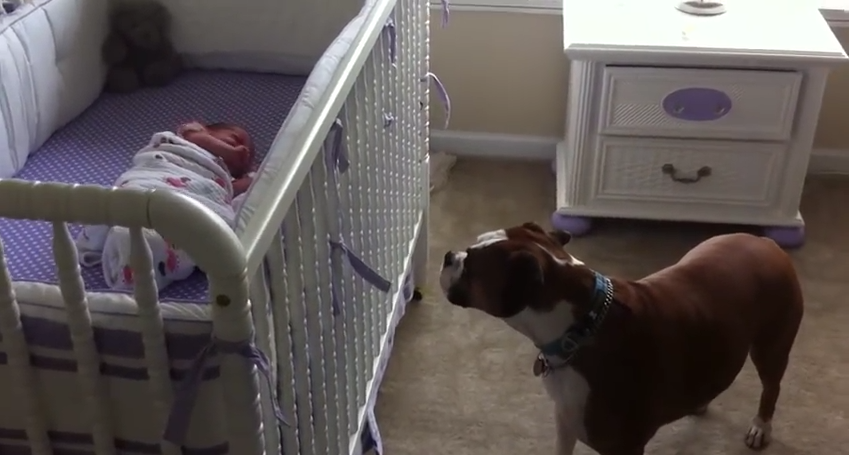 The Way This Dog Responds To Hearing A Newborn’s Cry Will Melt Your Heart