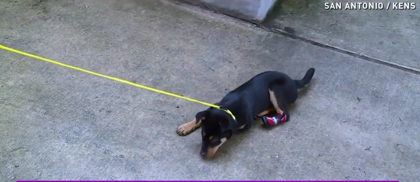 Rescued Puppy Gets Special Boots To Walk Like A Normal Dog