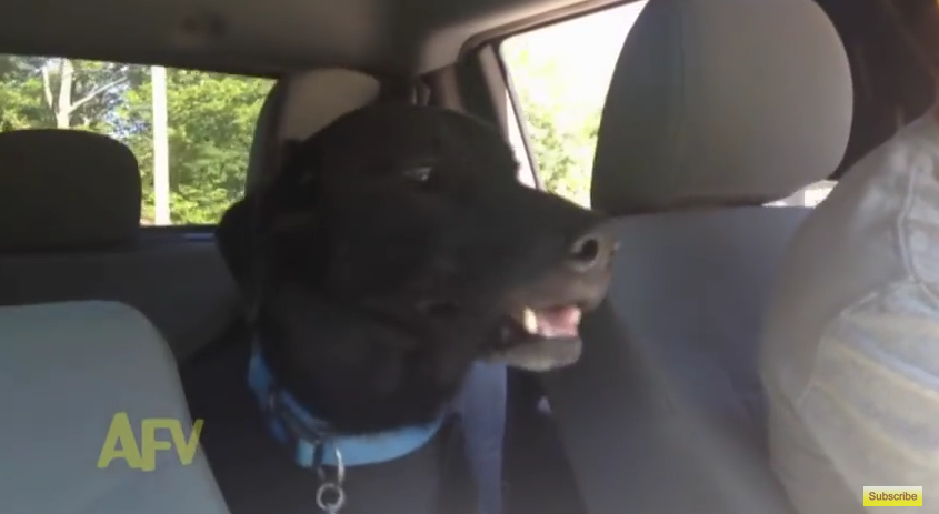How Excited This Dog Gets About The Dog Park Is The Best Thing We’ve Seen All Day