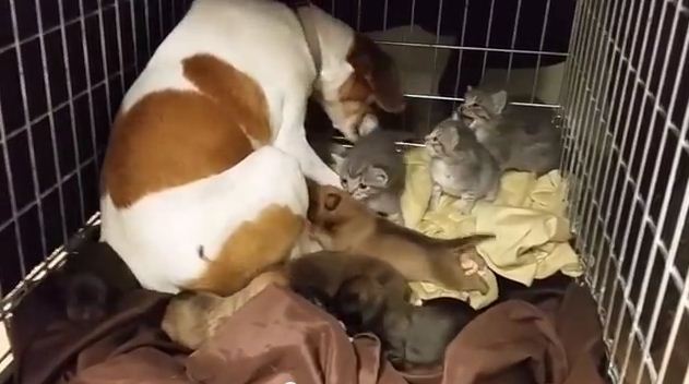 Rescued Dog Fosters Kittens After Their Mom Doesn’t Come Back