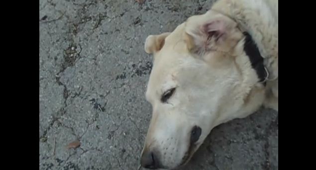 When He Pours Vinegar Over His Dog’s Ears It Eases Her Pain