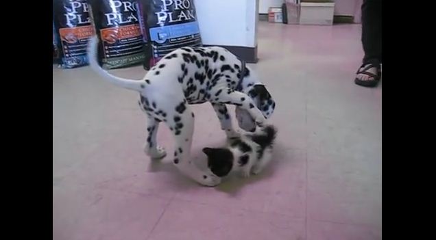 Dalmatian Puppy Meets A Kitten For The First Time