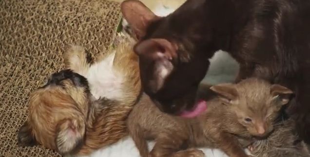 Adorable Orphaned Puppy Is Adopted And Nursed By A Mother Cat