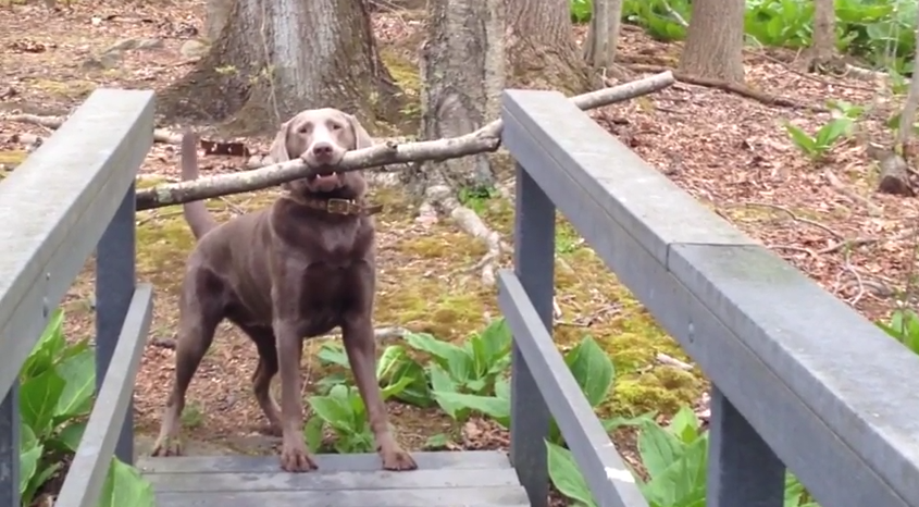 A Dog and His Stick Are Not Easily Parted