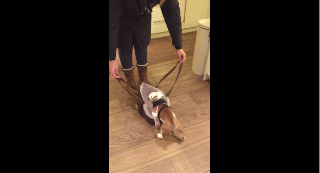 When Her Puppy Couldn’t Keep Up On Long Walks, She Decided To Do This