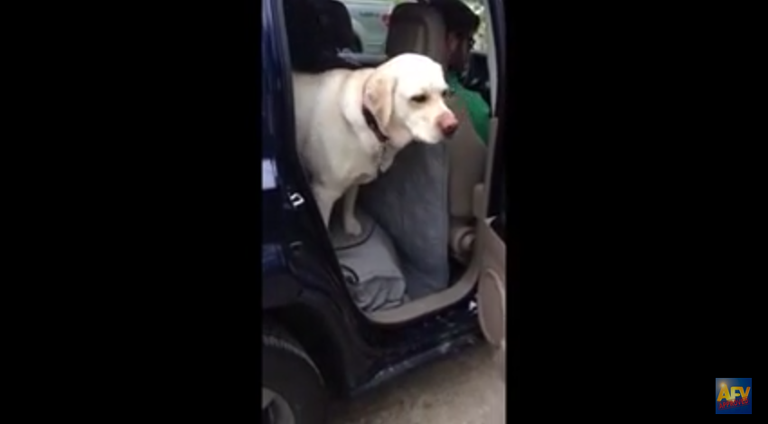 This Dog Goes Out Of His Way To Help A Friend Out Of The Car