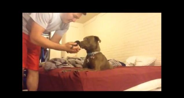 When A Pit Bull Meets A Kitten For The First Time, The Moment Is Magical