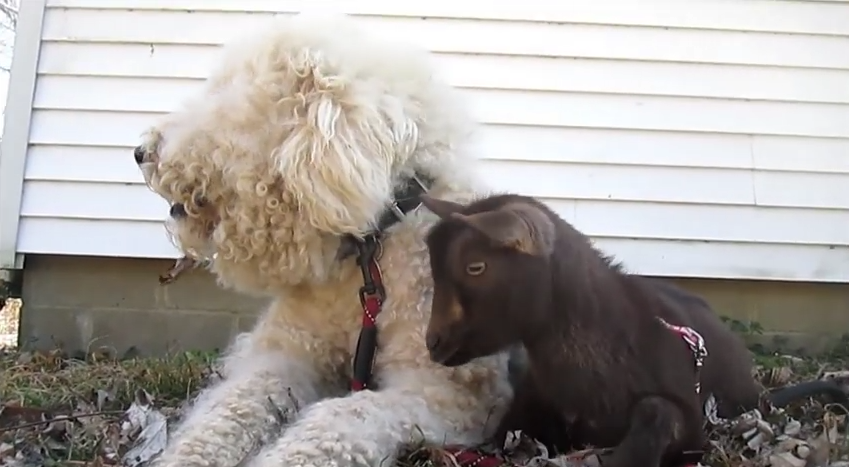 These Two Dogs Have Adopted A Barnyard Of Animals As Their Own