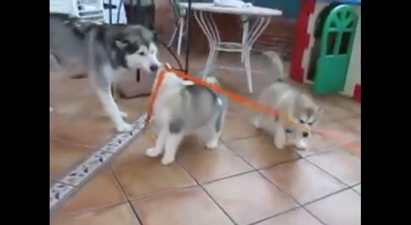This Mom Husky Is Teaching Her Babies A Very Valuable Skill…And It’s Too Cute