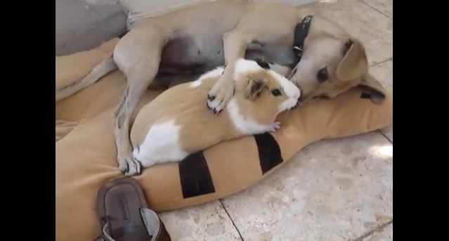 These Dogs Just Love Their Guinea Pigs