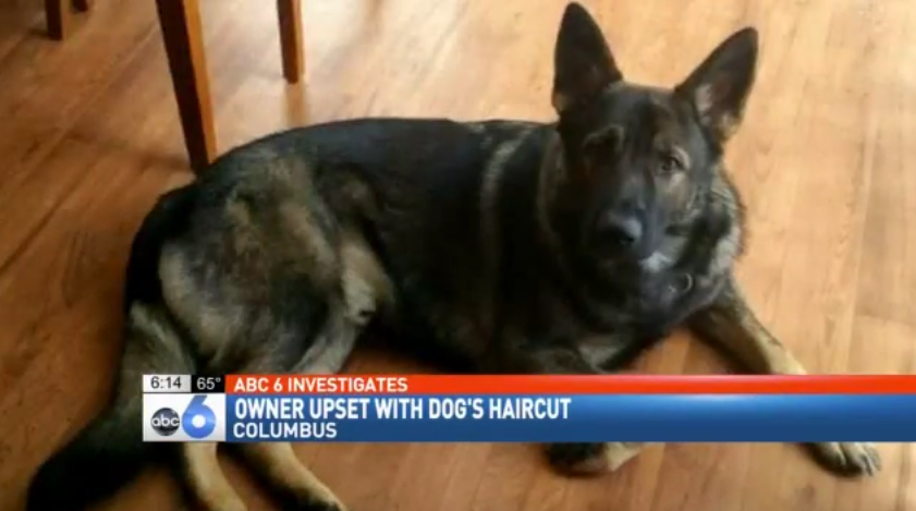 Dog Owner Livid After Groomers Shave Her German Shepherd