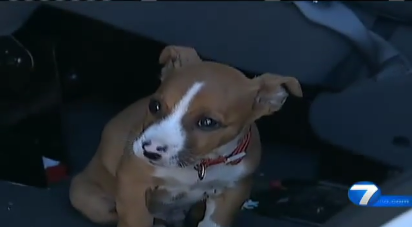 Puppy Miraculously Survives Deadly Semi Truck Collision