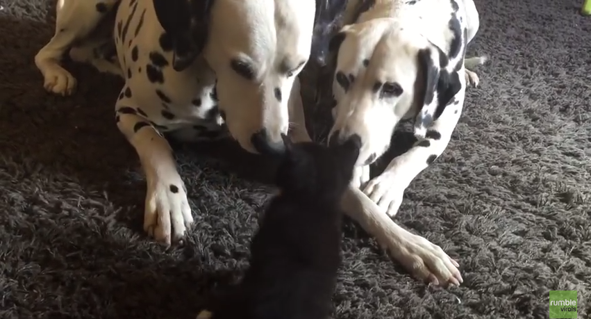 Two Dalmatians Play Gently With Baby Kitten