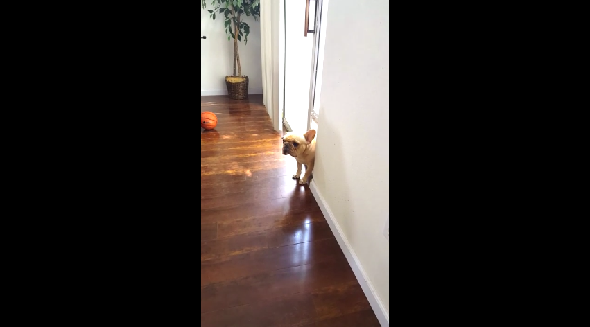 Watch How This French Bulldog Reacts When He’s Asked Who Chewed Up Mommy’s Pen!