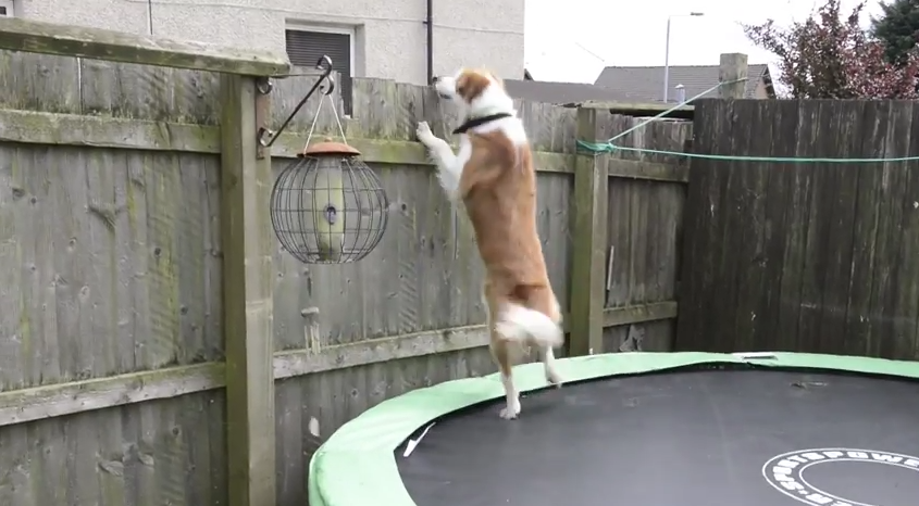 Dog Uses Trampoline To Escape And Follow Owner To Work