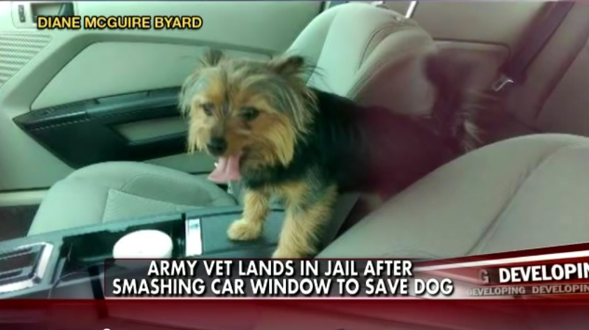 War Veteran Saves An Endangered Dog, Then Gets Arrested. Wait Until You See Why…