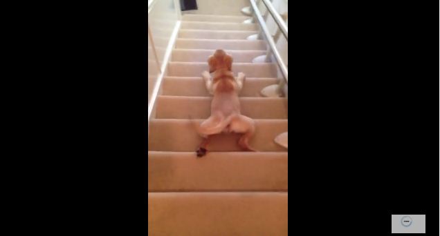 Labrador Puppy Develops A Unique Way To Conquer The Stairs
