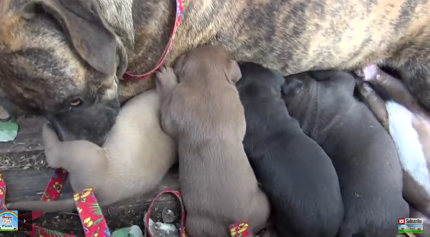 Man Plays Sound Of Crying Puppies To Make Mother Dog Lead Him To Abandoned Puppies