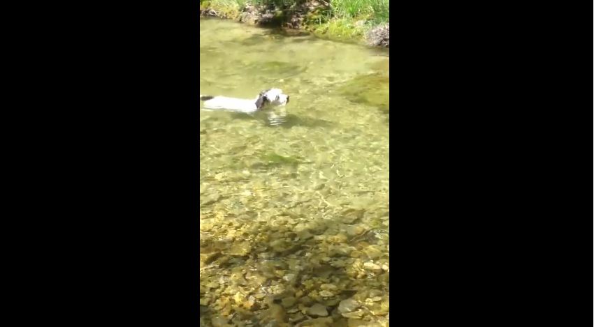 Dog Swims Against Current