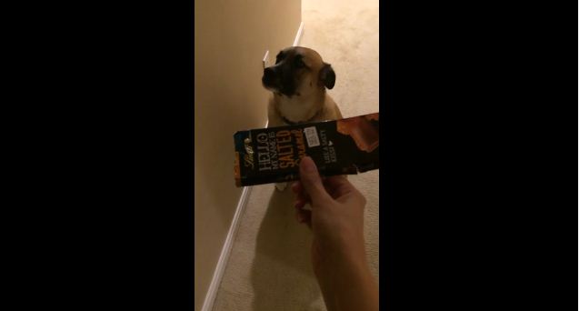 Guilty Dog Eats Caramels