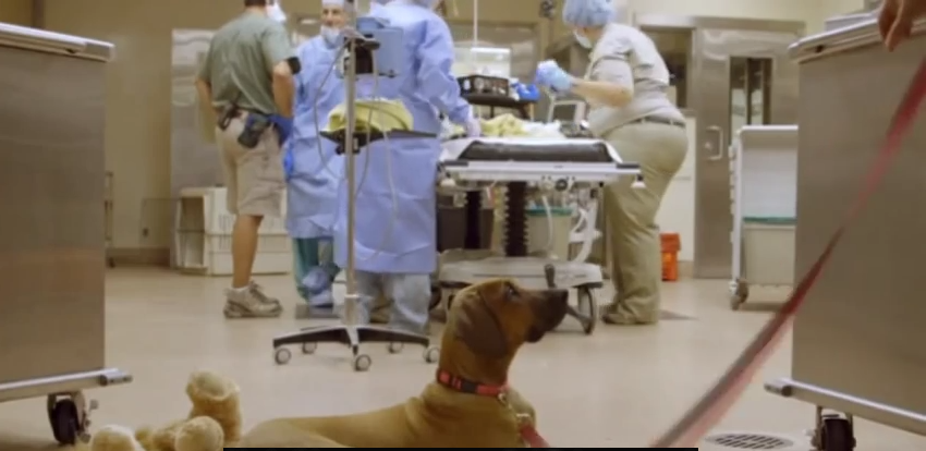 Loyal Puppy Camps Out In Operating Room During Surgery On A Surprising Best Friend