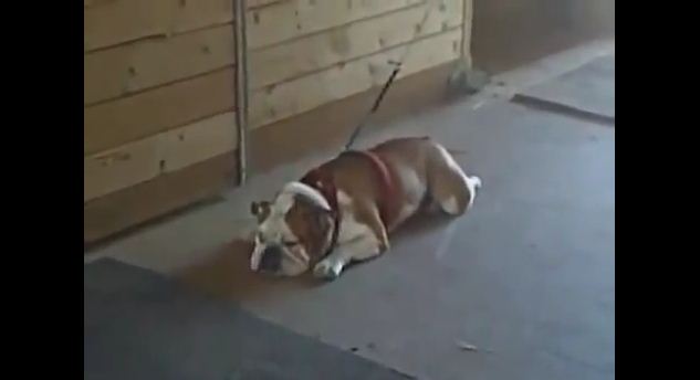 English Bulldog Throws a Hilarious Hissy Fit