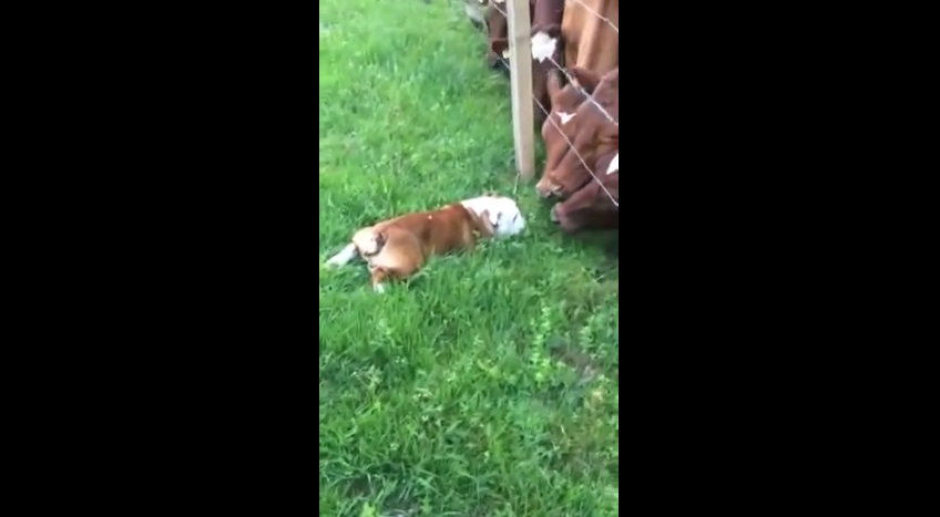 How A Herd Of Cattle Reacts To This Brave Bulldog Is The Sweetest Thing You’ll See Today