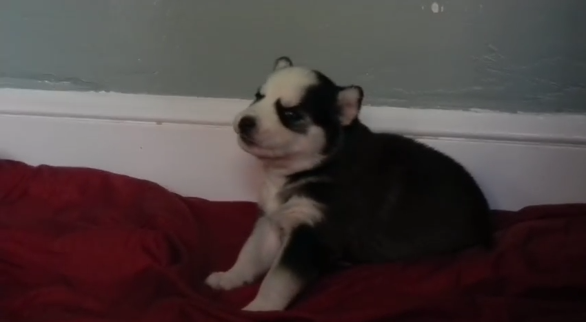 Husky Puppy Sings the Blues